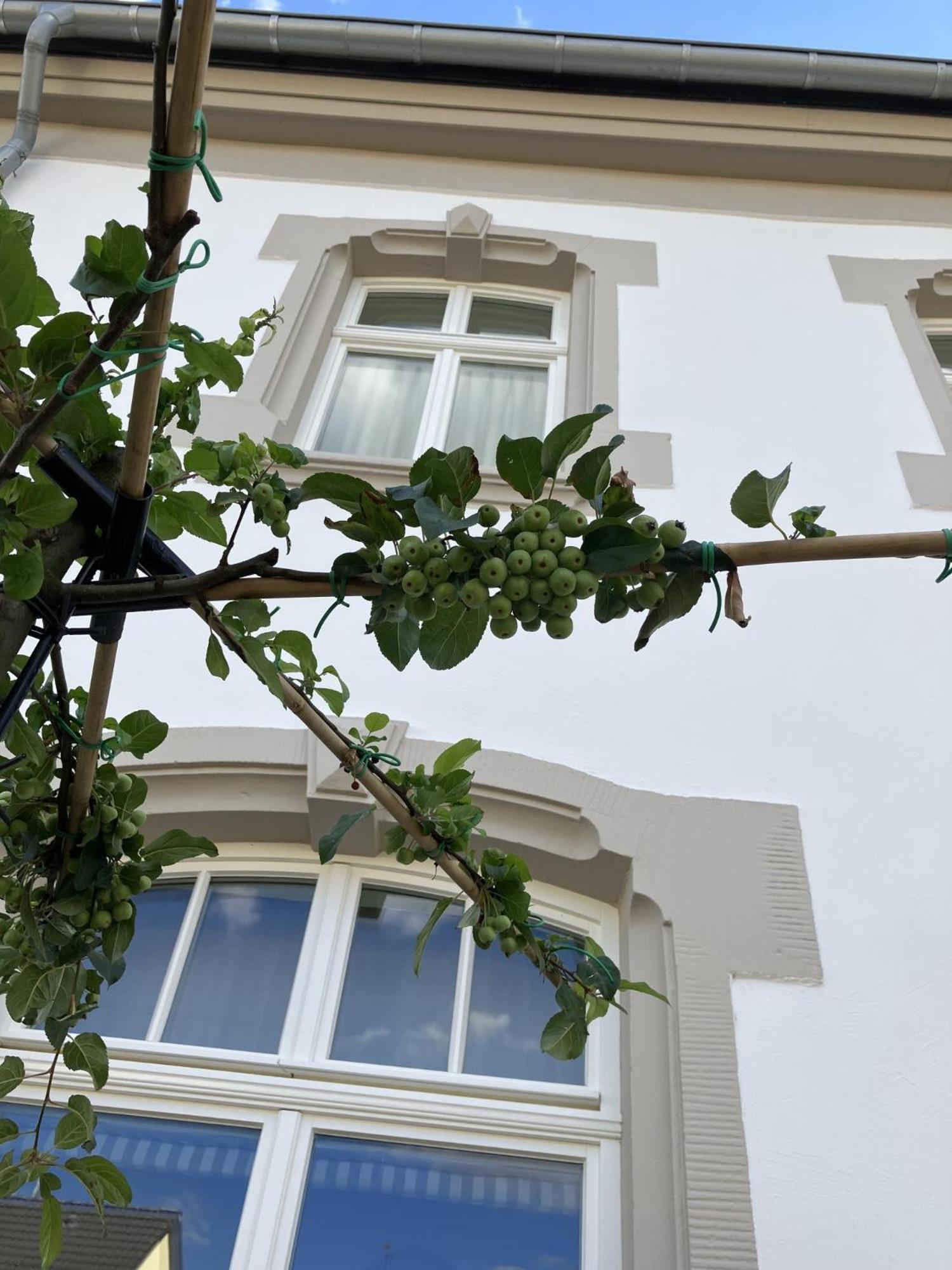 Gaestehaus Cantzheim Kanzem Extérieur photo